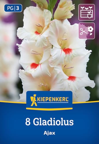 kiepenkerl-gro-blumige-gladiole-ajax-blumenzwiebeln-wei-orange-90-110-cm image 7