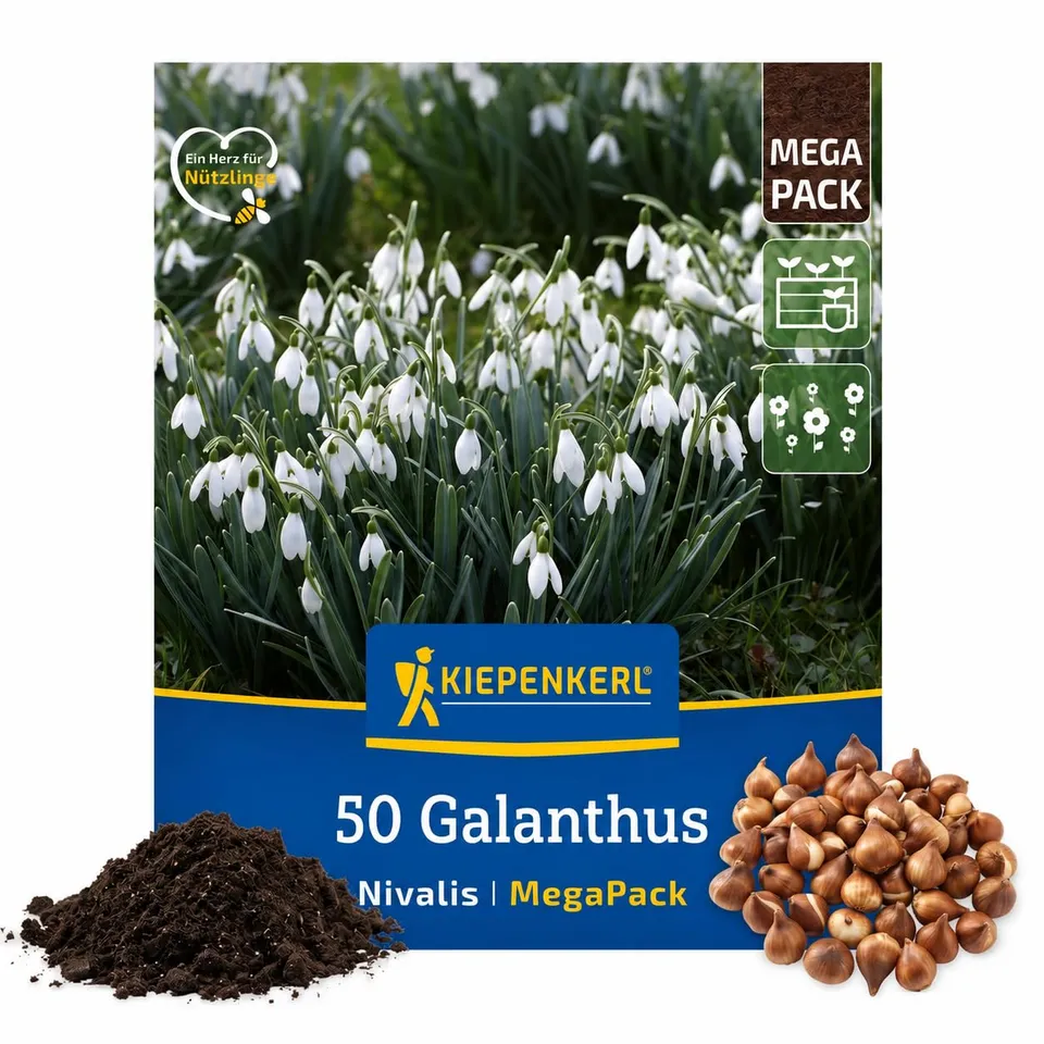 kiepenkerl-schneegl-ckchen-galanthus-nivalis-mega-pack-50-pflanzen-wei image 1