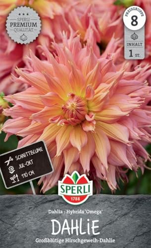 sperli-dahlie-omega-blumenzwiebeln-hirschgeweih-110-cm-1-pflanze image 3