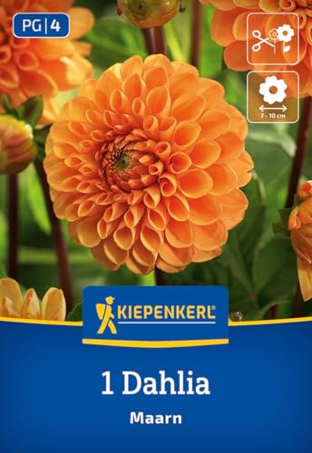 kiepenkerl-ball-dahlie-maarn-blumenzwiebeln image 7