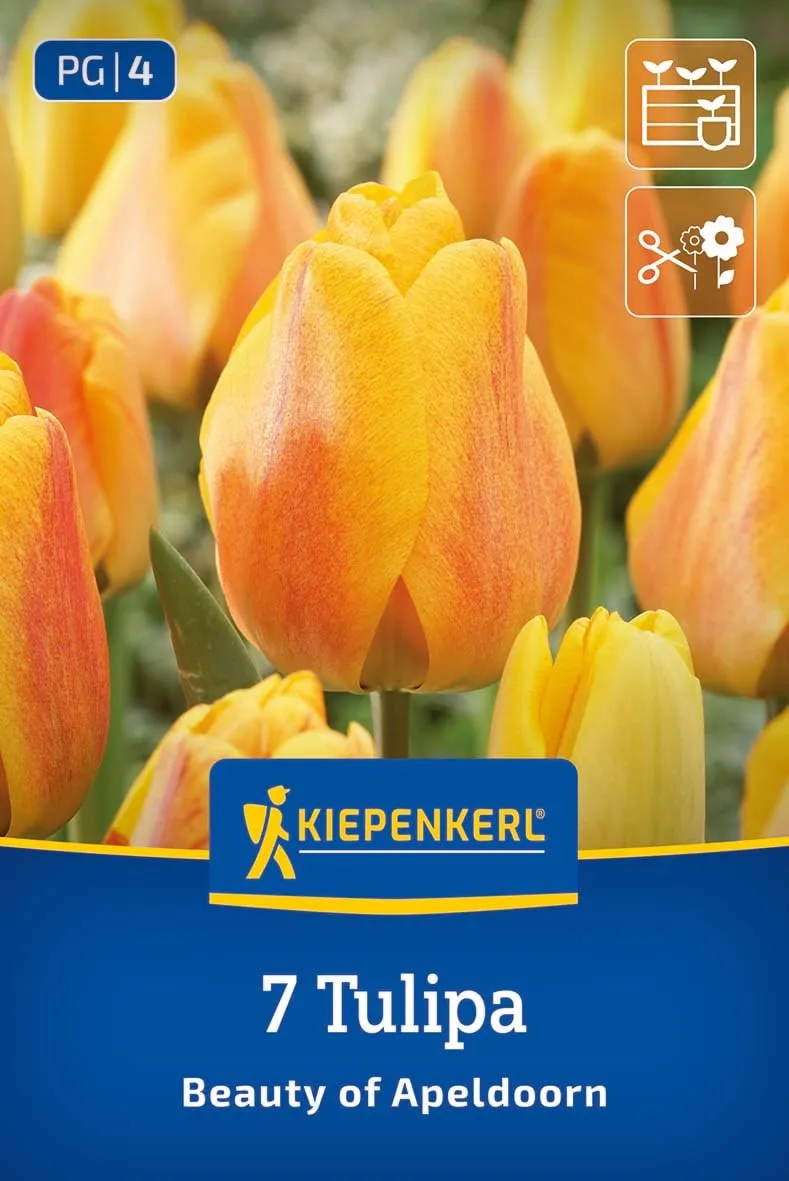 kiepenkerl-darwin-hybrid-tulpe-beauty-of-apeldoorn-blumenzwiebeln-gelb-orange-50 image 1