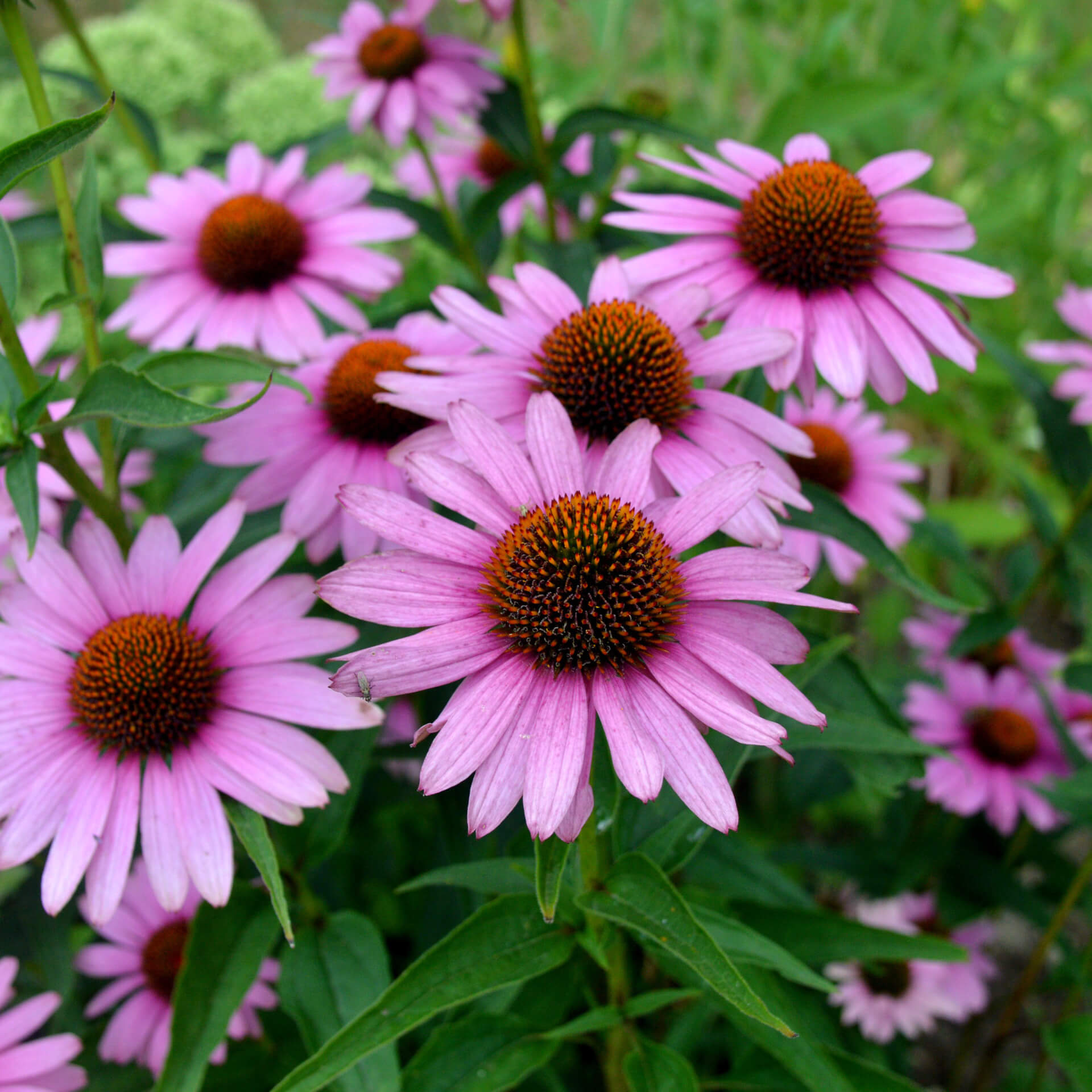 samen-maier-bio-roter-sonnenhut-echinacea-purpurea-heil-staude-im-topf image 1