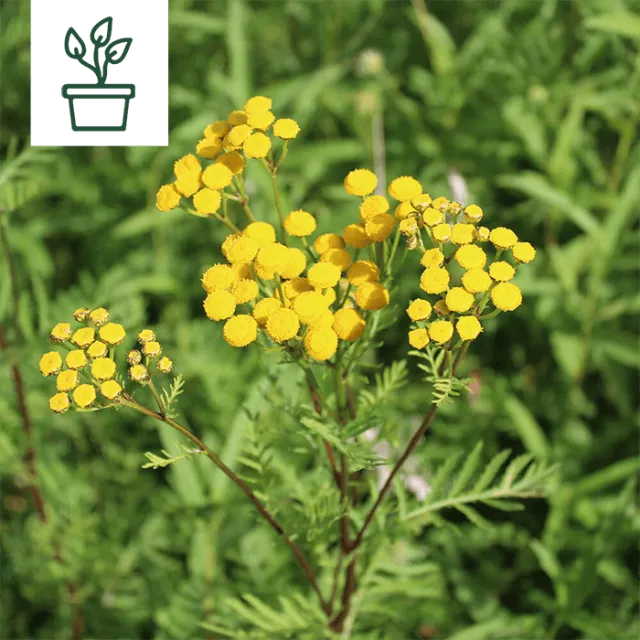 samen-maier-bio-rainfarn-tanacetum-vulgare-wildblume-im-topf image 1