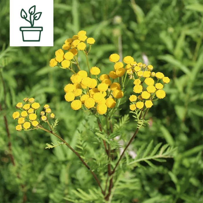 samen-maier-bio-rainfarn-tanacetum-vulgare-wildblume-im-topf image 1