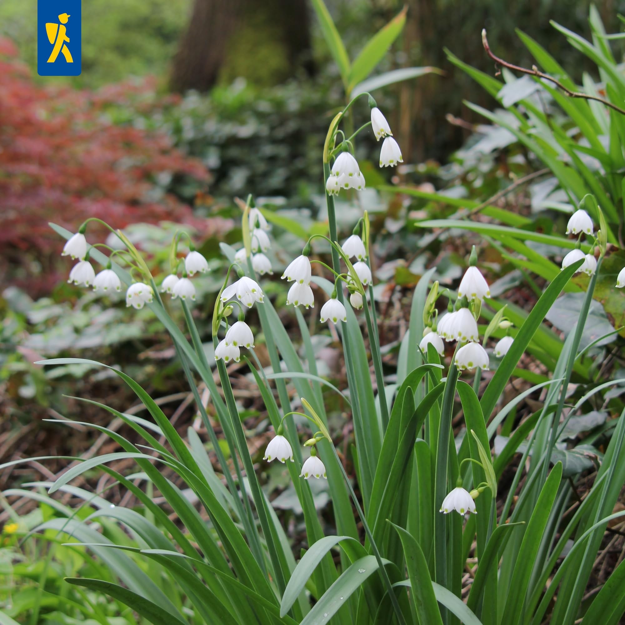 kiepenkerl-sommerknotenblume-leucojum-aestivum-mega-pack-20-pflanzen-wei image 3