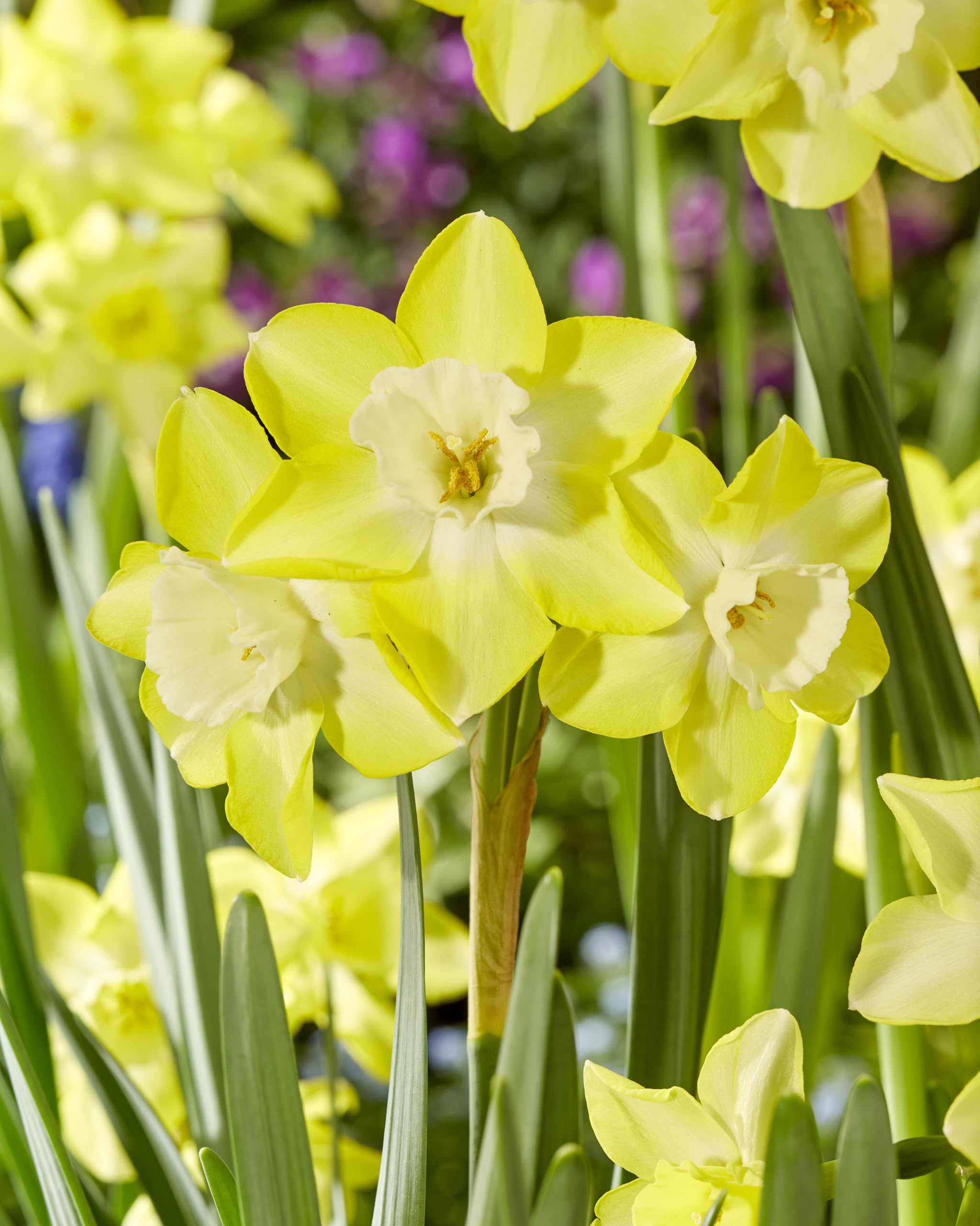 kiepenkerl-profi-line-jonquilla-narzisse-verdin-blumenzwiebeln-45-cm-duftend-gel image 3