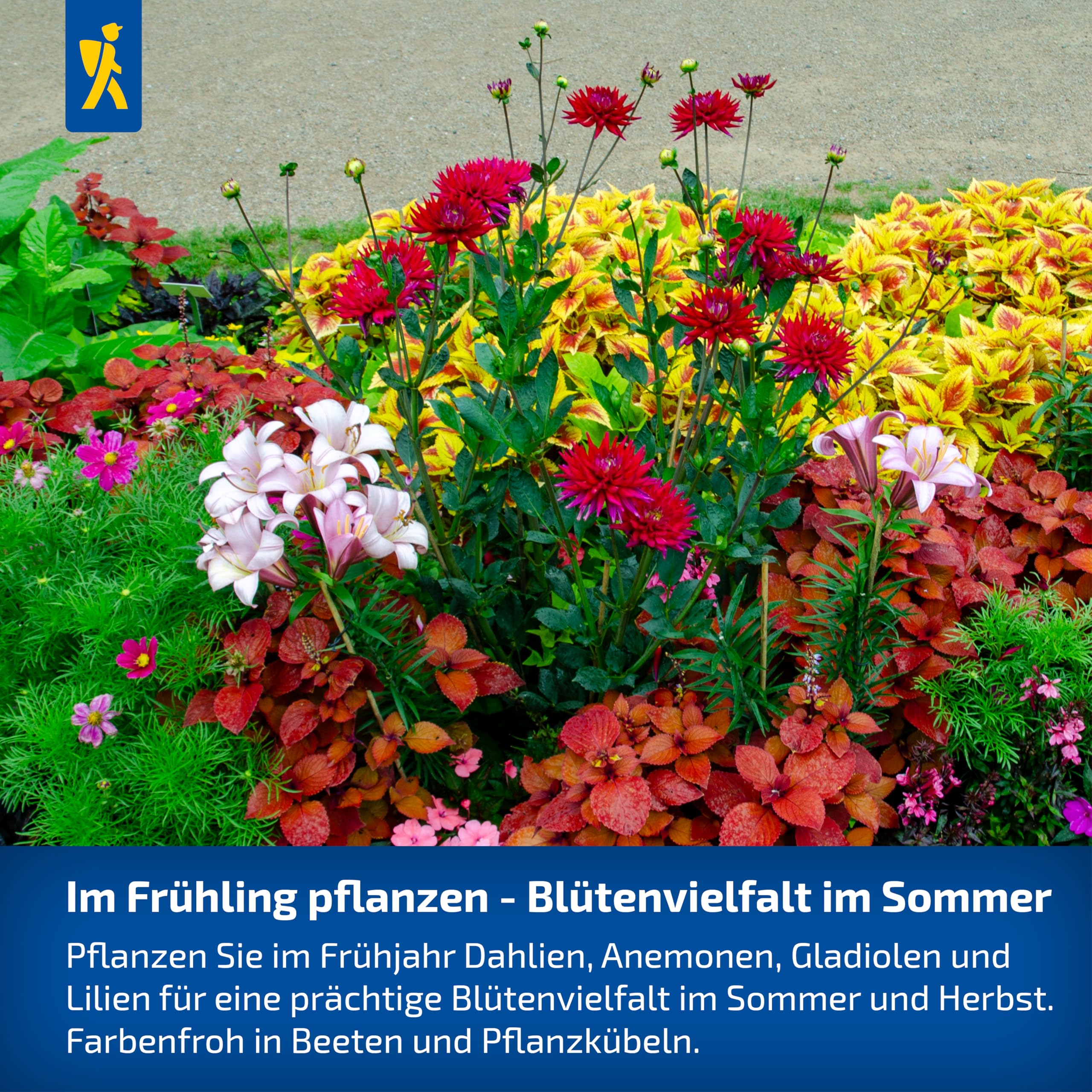 kiepenkerl-asiatische-lilie-red-county-blumenzwiebeln-rot-110-cm image 6