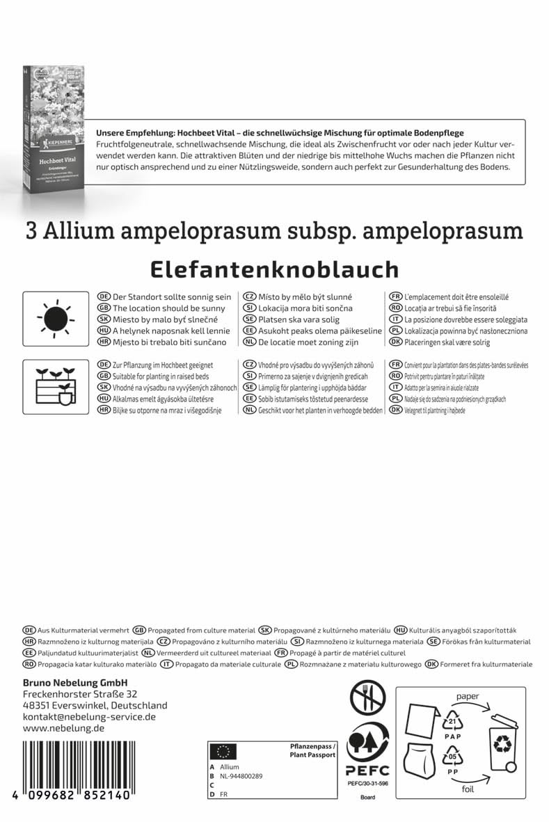 kiepenkerl-elefantenknoblauch-steckzwiebeln-allium-ampeloprasum-f-r-3-pflanzen image 2
