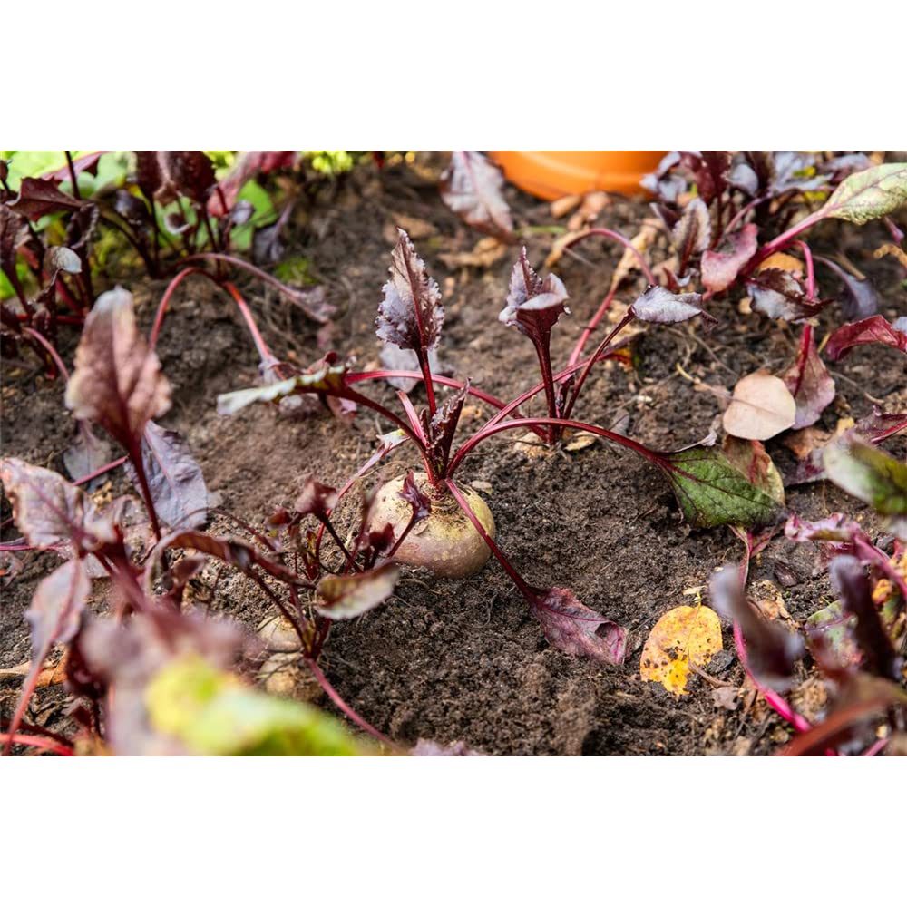 sperli-bio-rote-beete-storuman-r-bensamen image 7