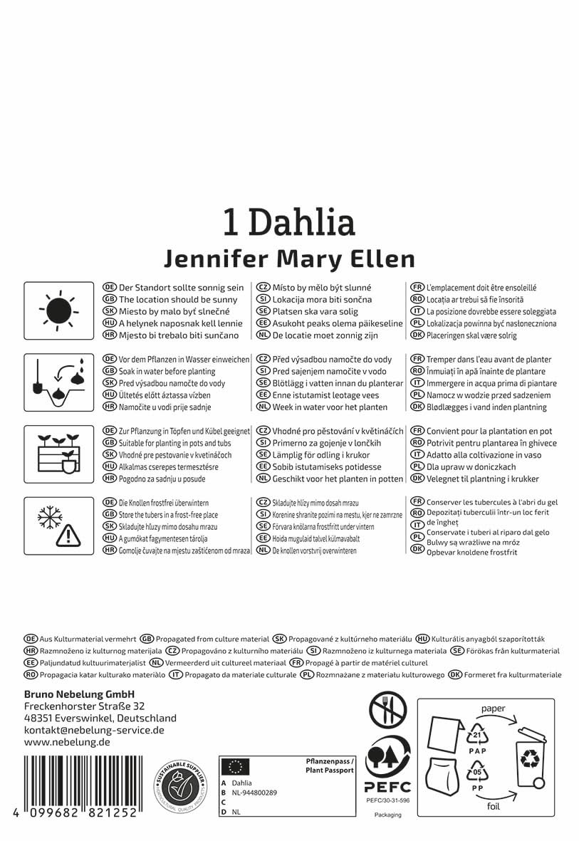 kiepenkerl-dekorative-dahlie-jennifer-mary-ellen-beetdahlie image 2