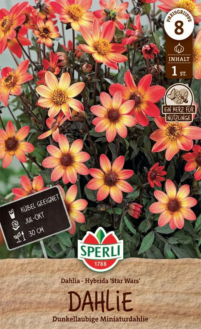 sperli-dahlie-star-wars-blumenzwiebeln-miniaturdahlie-30-cm-rot-orange image 1