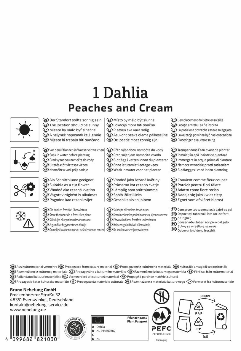kiepenkerl-dekorative-dahlie-peaches-and-cream-blumenzwiebeln-gelb-rot image 2