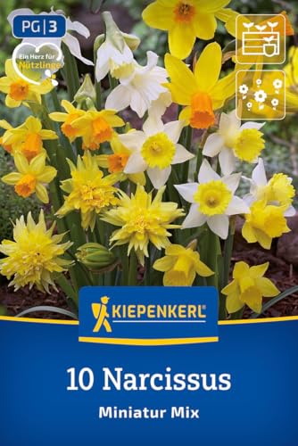 kiepenkerl-miniatur-narzissen-mischung-blumenzwiebeln-zwergnarzissen-15-cm-wei-g image 8