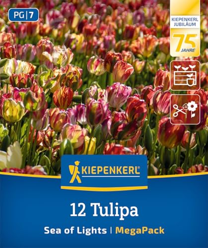 kiepenkerl-mega-pack-einfache-sp-te-tulpe-sea-of-lights-2875002-blumenzwiebeln image 6
