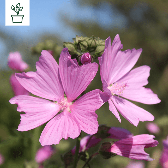 samen-maier-bio-rosenmalve-malva-alcea-im-topf-wildblume image 1