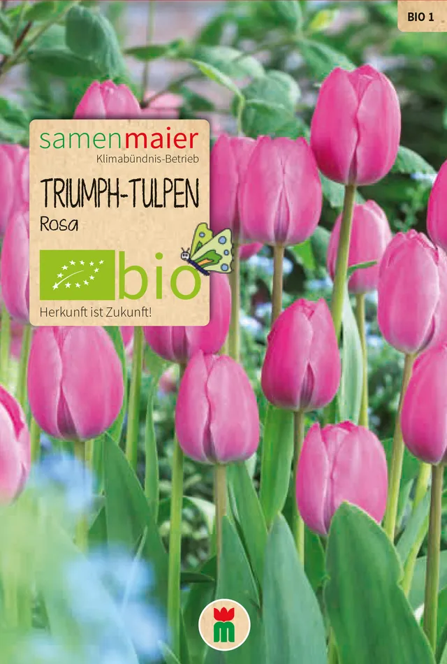 samen-maier-bio-triumph-tulpen-rosa-blumenzwiebeln image 1
