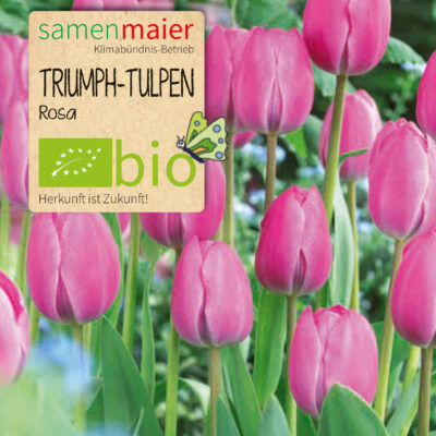 samen-maier-bio-triumph-tulpen-rosa-blumenzwiebeln image 2