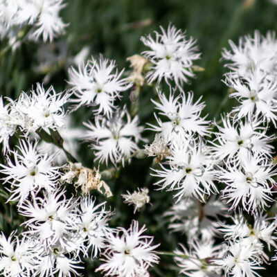 samen-maier-bio-sand-nelke-dianthus-serotinus-topfpflanze image 4