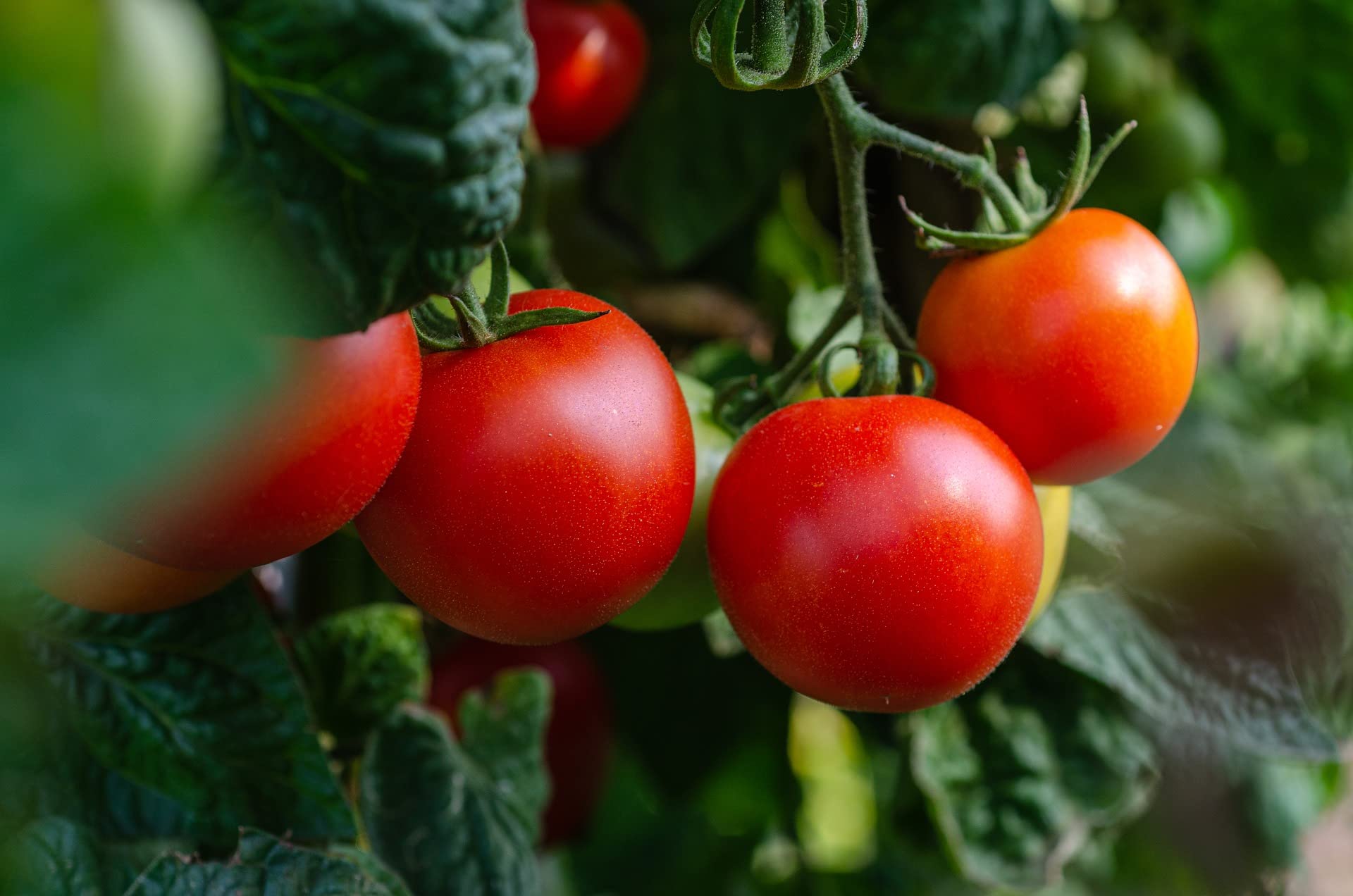 sperli-premium-tomate-harzfeuer-s-aromatische-freiland-tomaten-samen image 4