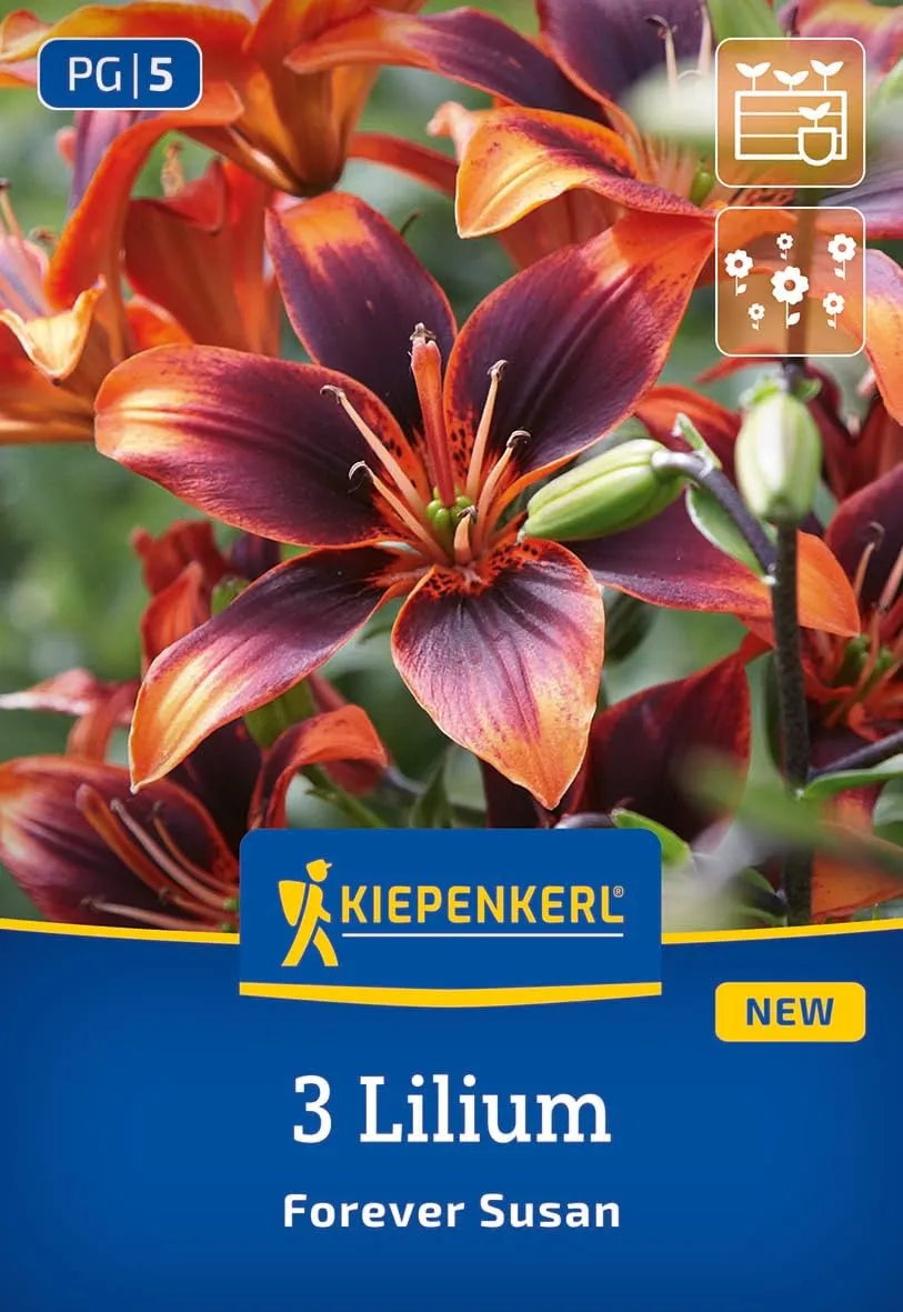 kiepenkerl-asiatische-lilie-forever-susan-blumenzwiebeln-apricot-60-80-cm image 1