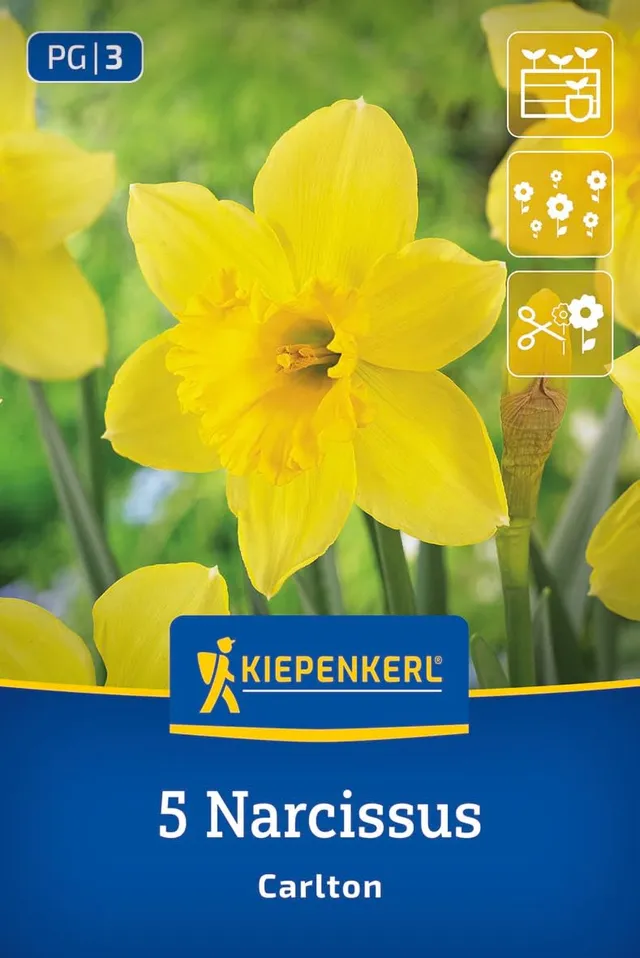 kiepenkerl-profi-line-gro-kronige-narzisse-carlton-blumenzwiebeln-gelb-40-cm image 1