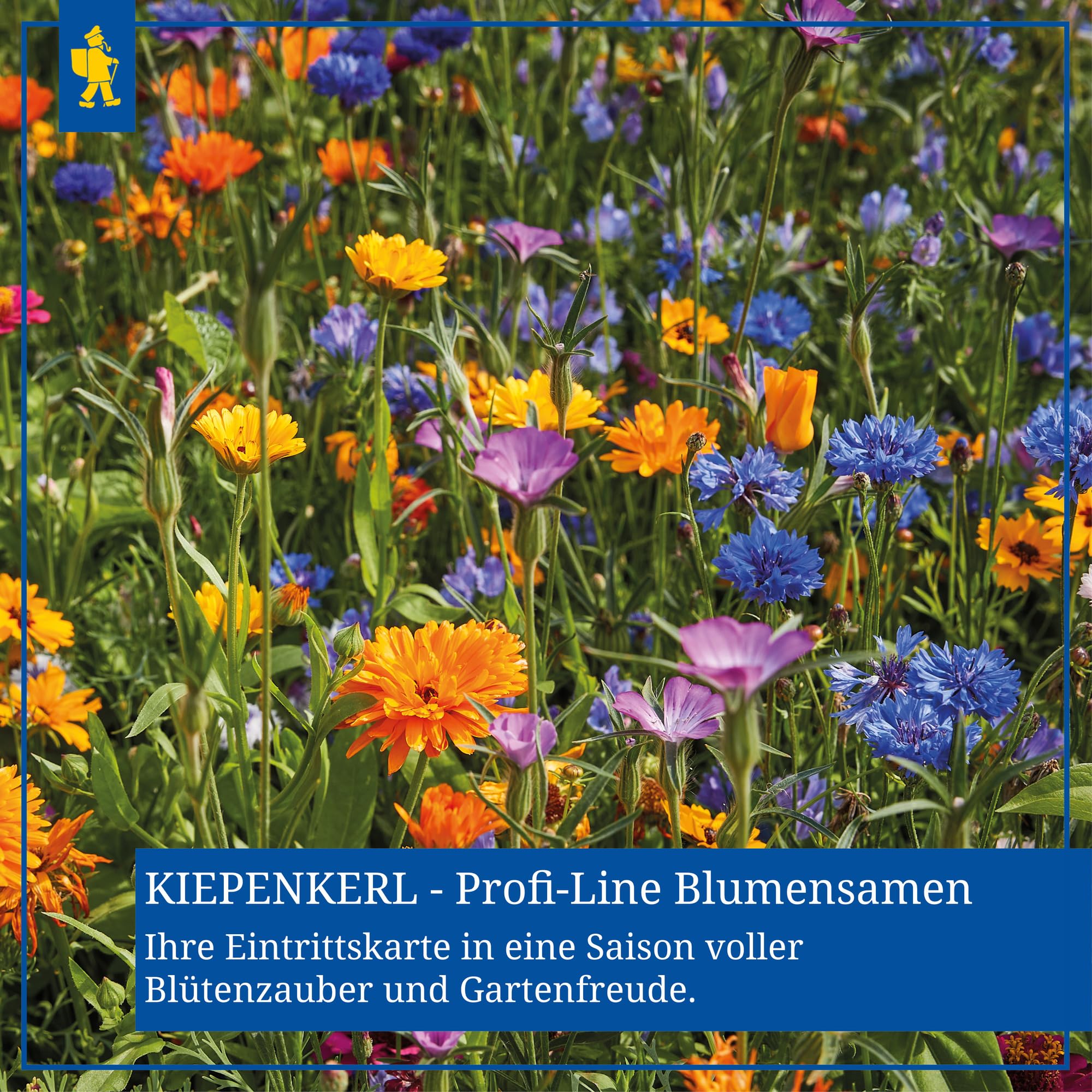 kiepenkerl-profi-line-duftblumen-mischung-einj-hrige-sommerblumen-samen image 3