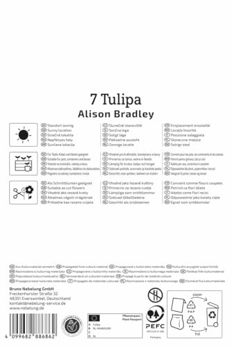 kiepenkerl-profi-line-gef-llte-fr-he-tulpe-alison-bradley-2000067-lila-30-cm image 7