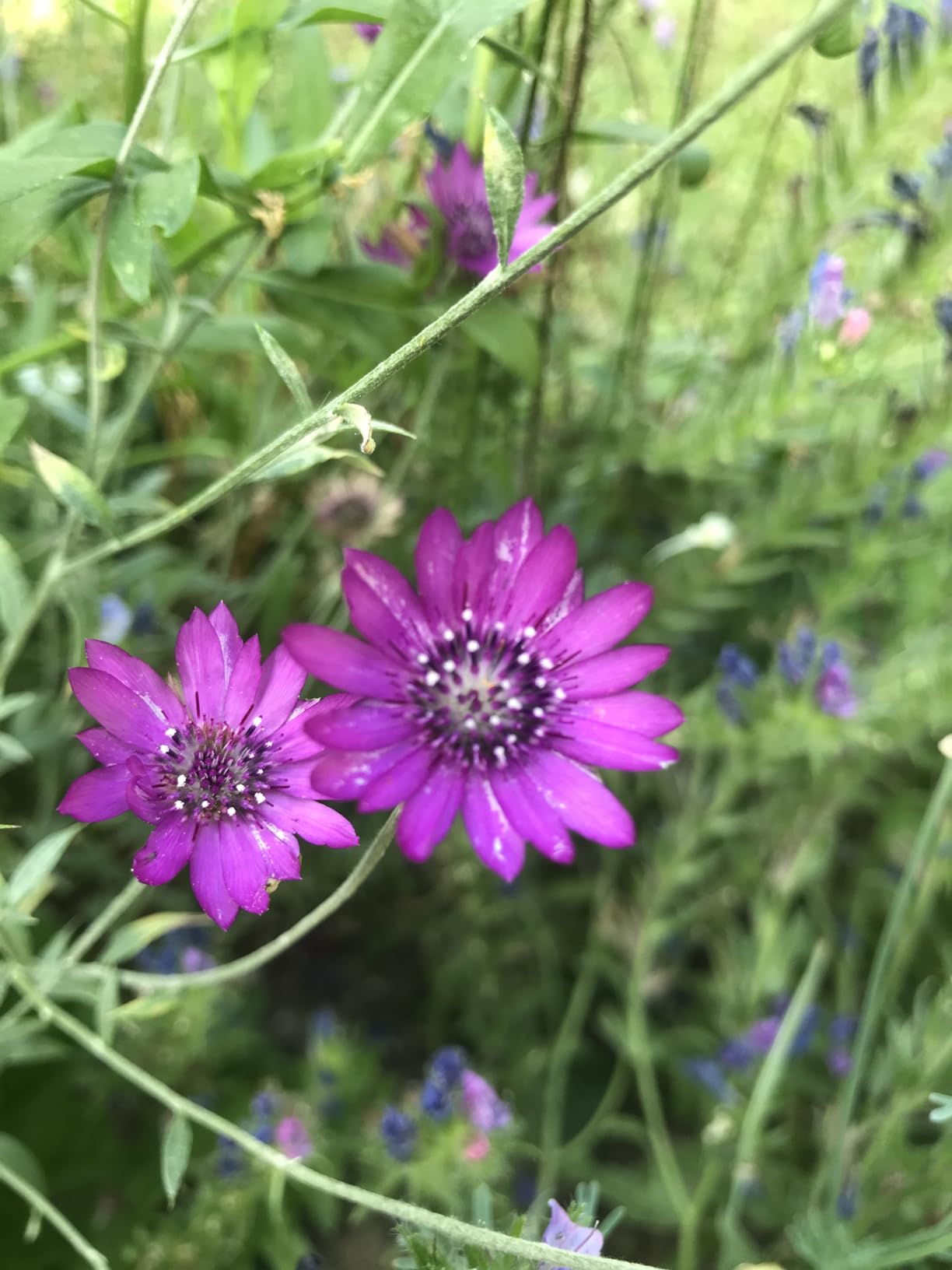 Bienenparadies