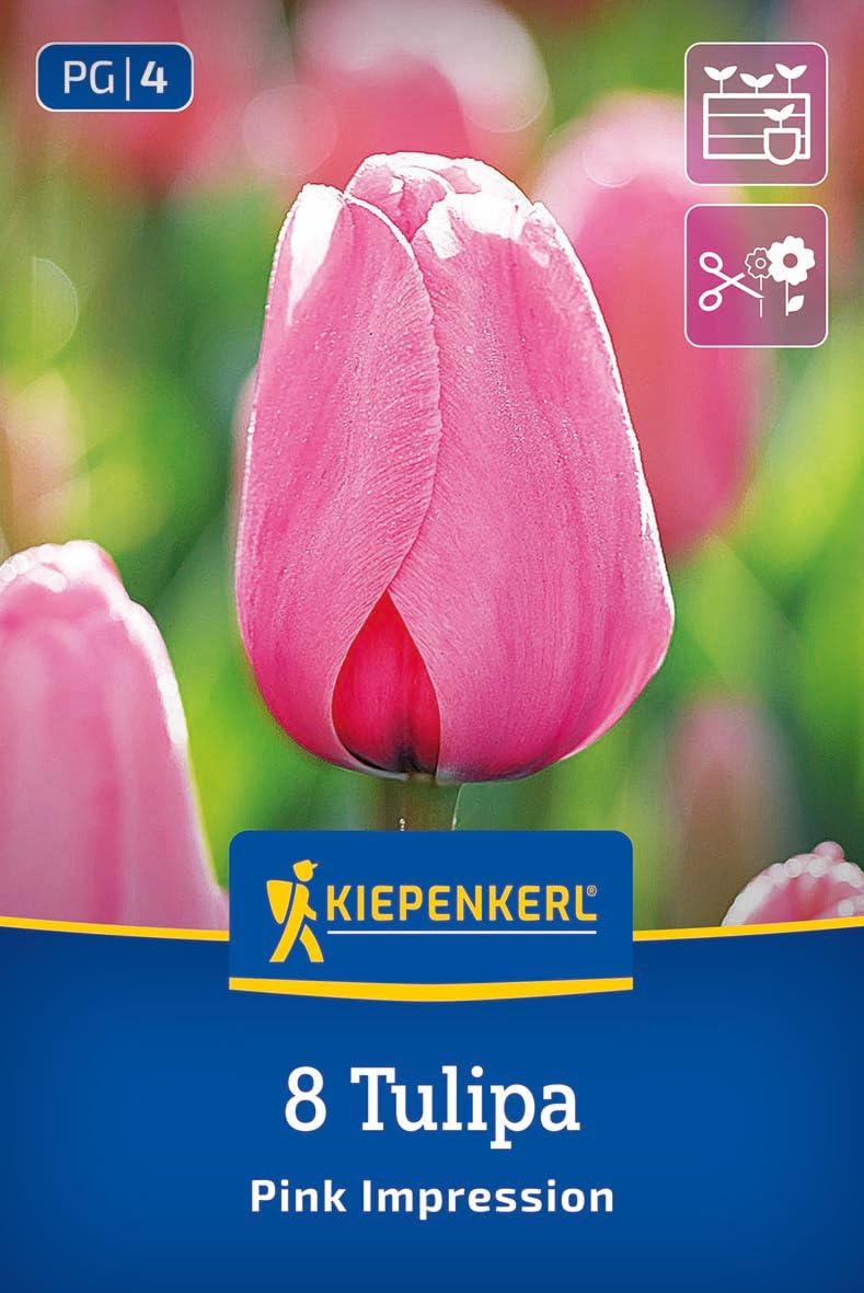 kiepenkerl-darwin-hybrid-tulpe-pink-impression-blumenzwiebeln-rosa-50-cm image 1