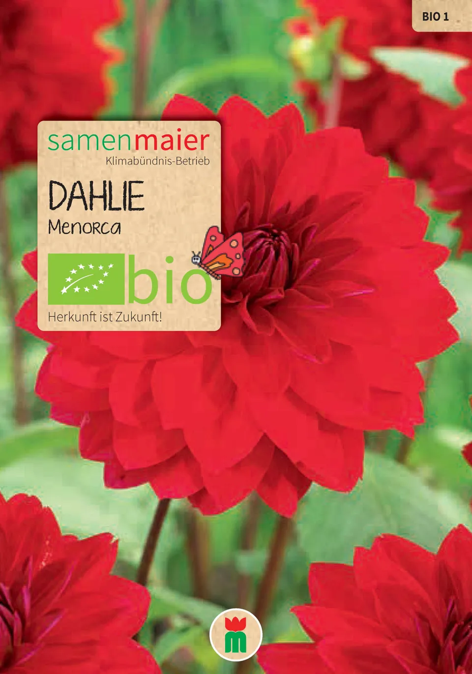 samen-maier-bio-dalija-menorca-saatgut image 1
