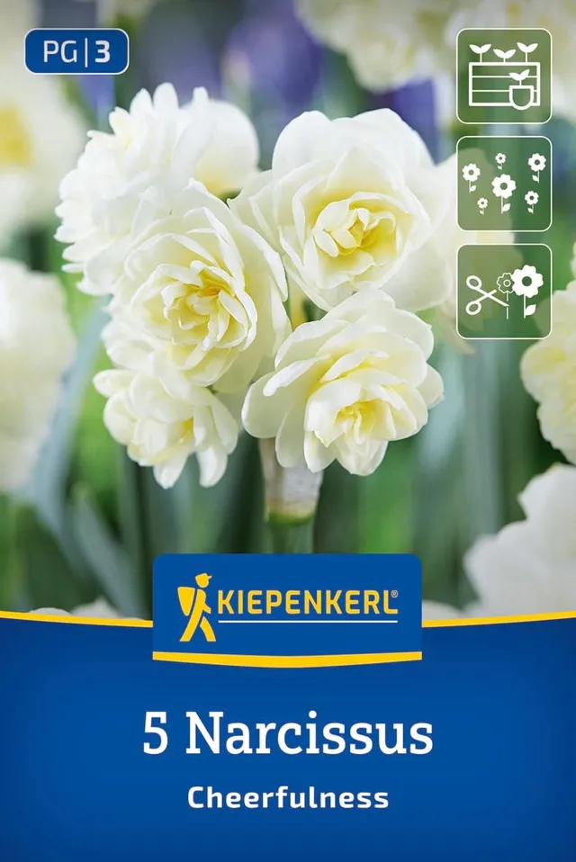 kiepenkerl-poetaz-narzisse-cheerfulness-blumenzwiebeln-gef-llt-wei-mehrbl-tig-du image 1