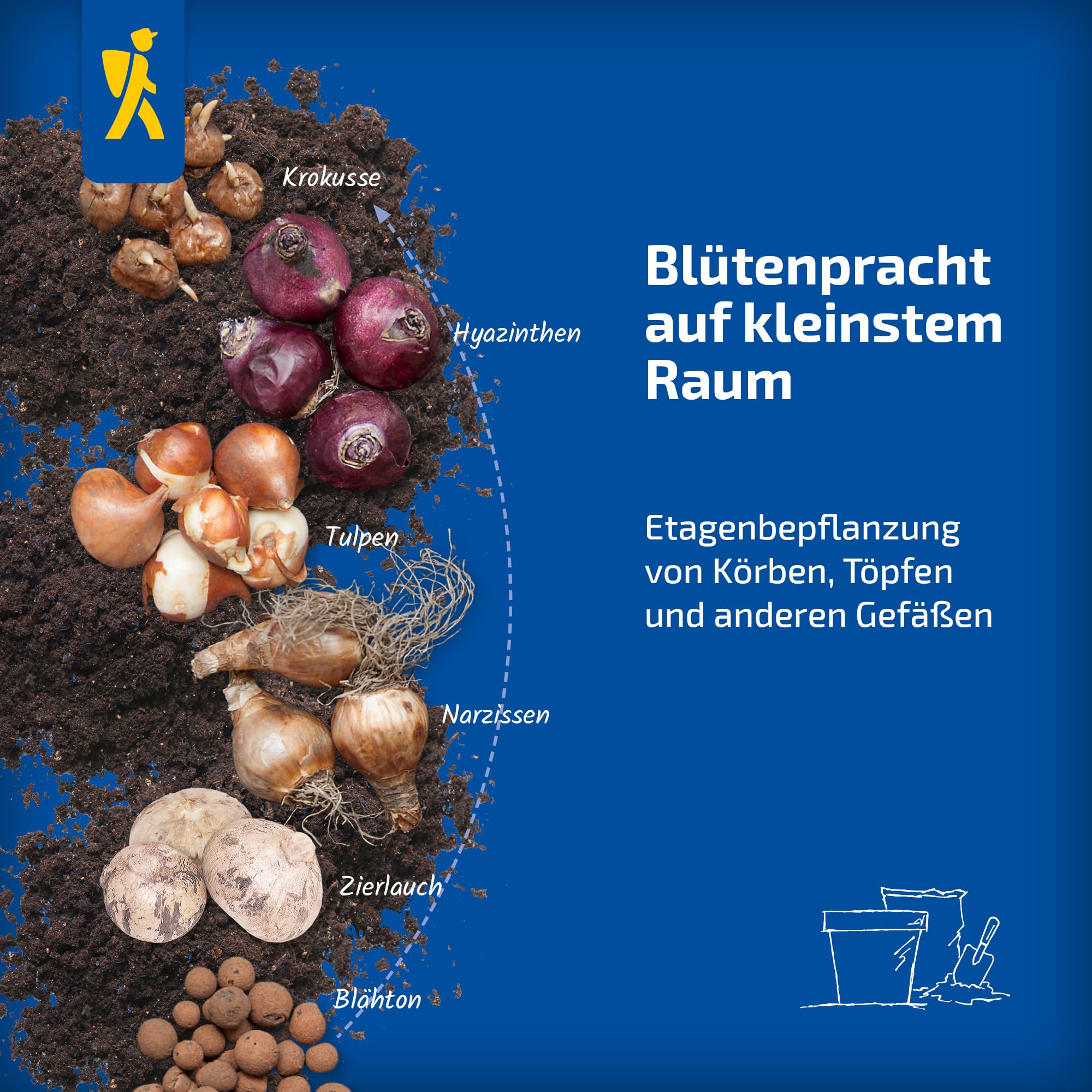 kiepenkerl-botanischer-krokus-barr-s-purple-blumenzwiebeln-purpurviolett image 5