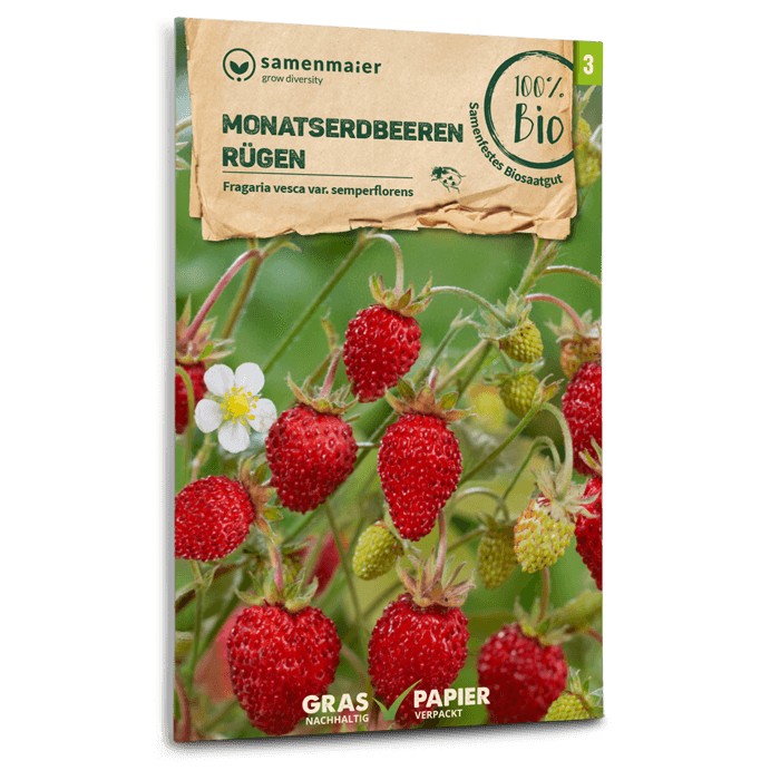 samen-maier-bio-monatserdbeeren-r-gen-erdbeersamen image 1