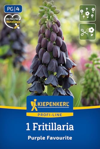 kiepenkerl-profi-line-persische-kaiserkrone-purple-favourite-fritillaria-80-100- image 7