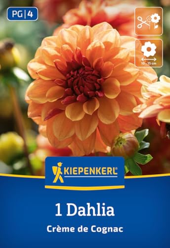 kiepenkerl-seerosen-dahlie-cr-me-de-cognac-blumenzwiebeln image 7