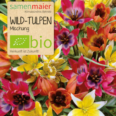 samen-maier-bio-wild-tulpen-mischung-blumenzwiebeln image 2