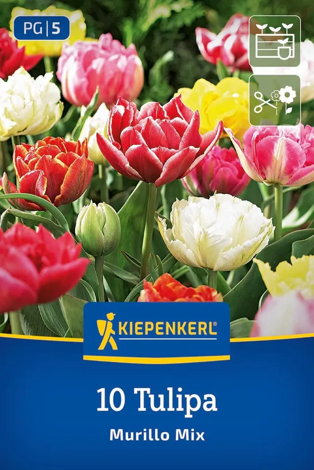kiepenkerl-gef-llte-fr-he-tulpe-murillo-mix-2000003-blumenzwiebeln-25-cm image 1
