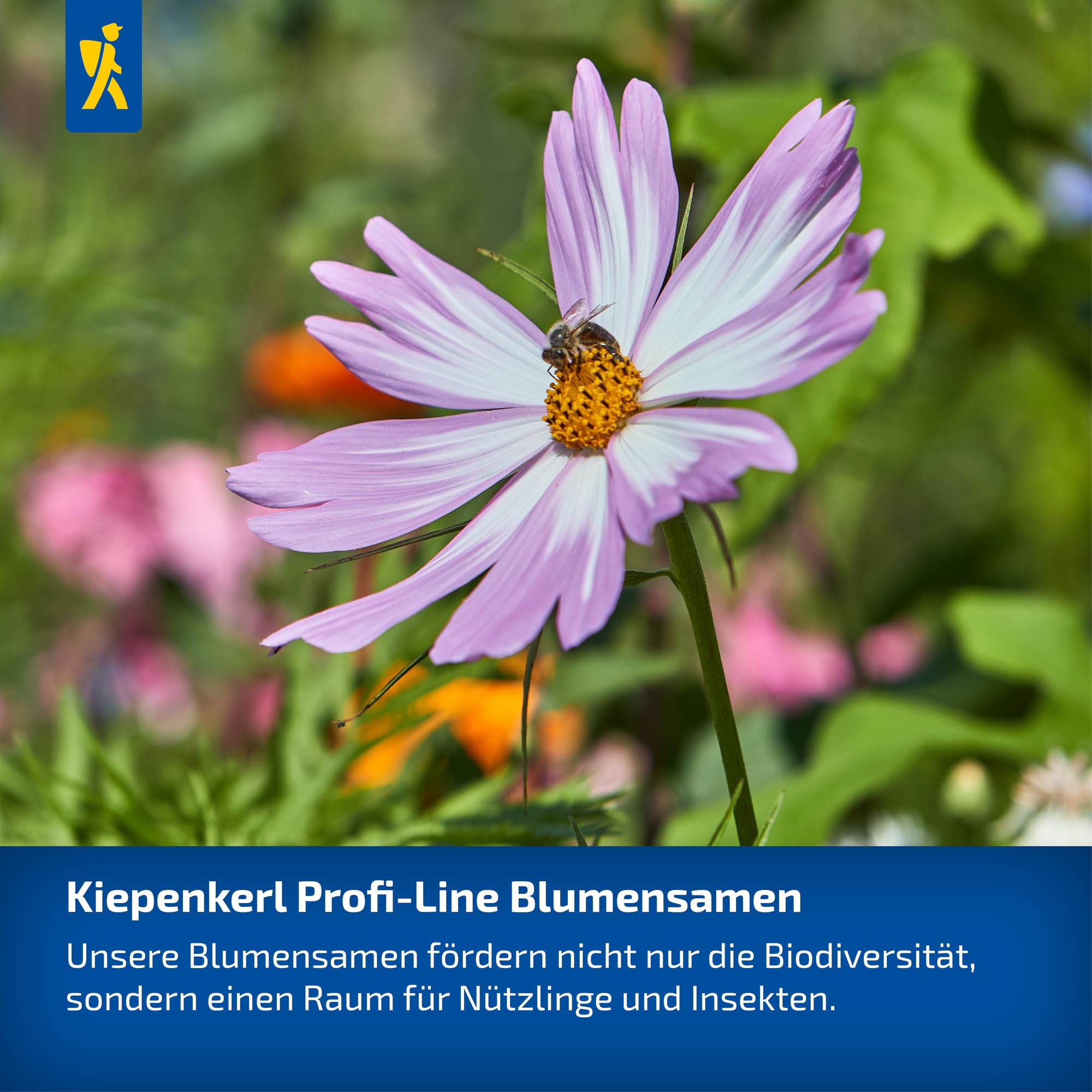 kiepenkerl-leinkrautsamen-licilia-red-1062940-sommerblumensaat image 3