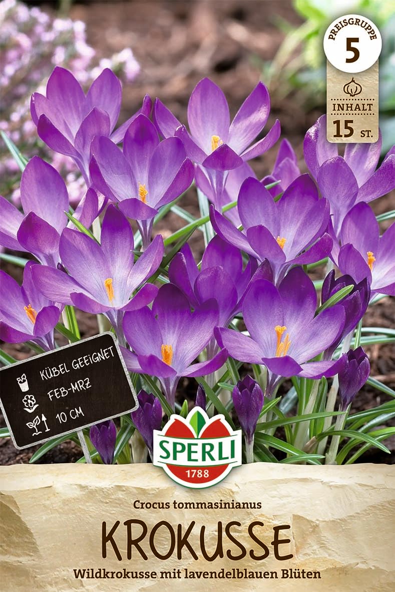 sperli-wildkrokus-c-tommasinianus-458138-lavendel-wei-verwildernd image 1