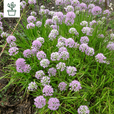 samen-maier-bio-berg-lauch-allium-lusitanicum-pflanze-im-topf image 3