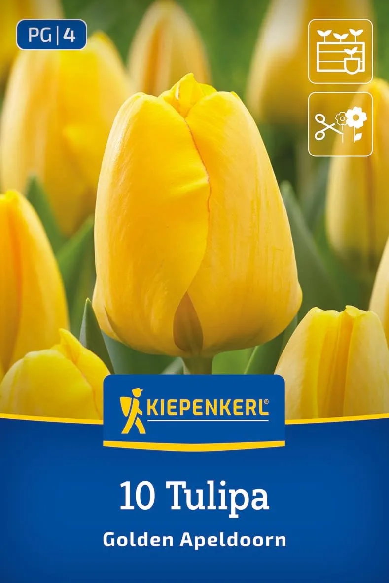 kiepenkerl-darwin-hybrid-tulpe-golden-apeldoorn-2000024-gelb-40-50-cm-f-r-beet-u image 1