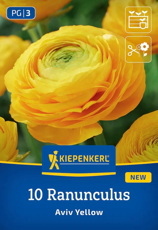 kiepenkerl-ranunkeln-aviv-gelb-blumenzwiebeln-gef-llt-7-cm-40-cm image 1