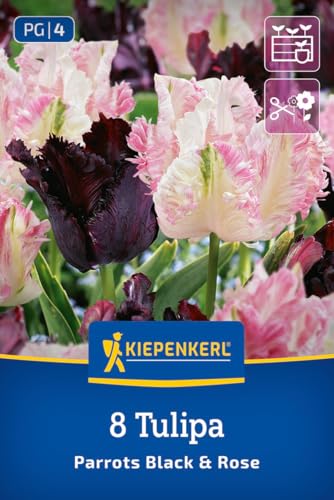 kiepenkerl-papageien-tulpenmischung-parrots-black-and-rose-blumenzwiebeln image 8
