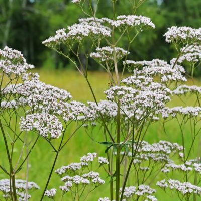 samen-maier-bio-arznei-baldrian-topf-valeriana-officinalis image 4