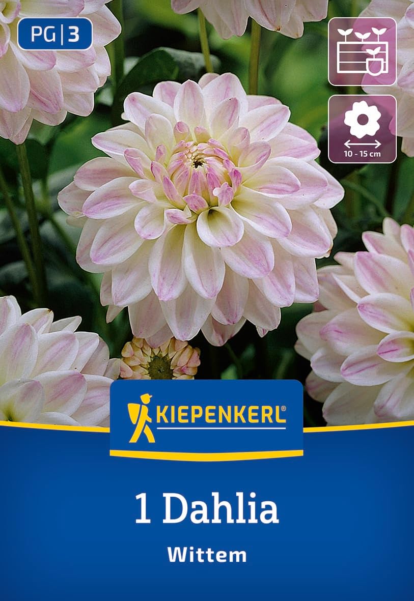 kiepenkerl-beet-k-bel-dahlie-wittem-blumenzwiebeln image 1