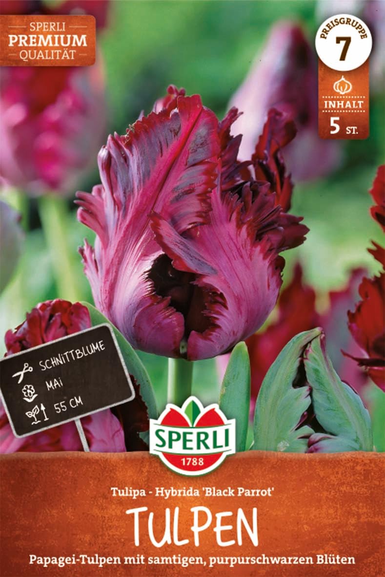 sperli-papagei-tulpe-black-parrot-456585-blumenzwiebeln-dunkellila-60-cm image 1