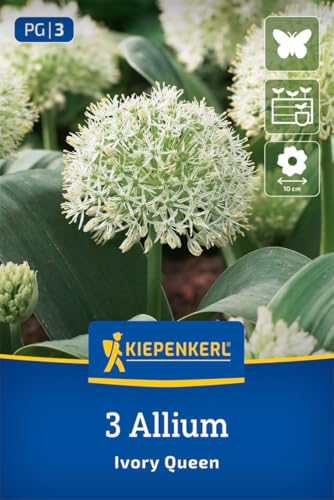 kiepenkerl-zierlauch-ivory-queen-2700017-blumenzwiebeln-allium-wei-20-cm-winterh image 6
