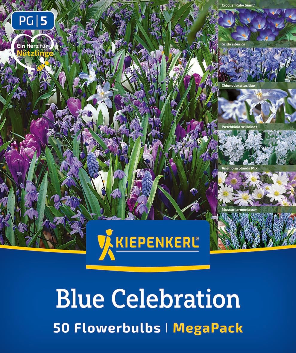 kiepenkerl-mega-pack-blue-celebration-mix-blumenzwiebelmischung-blau-10-25-cm image 1
