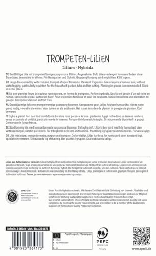 sperli-lilie-pink-perfection-264173-trompeten-lilie-winterhart-150-cm image 4