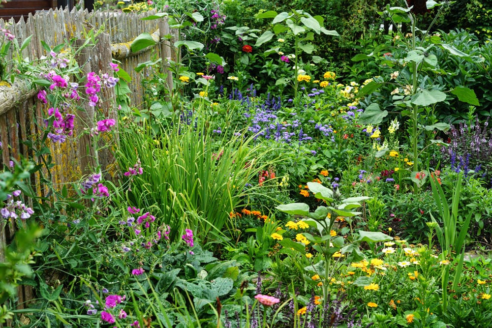 samen-maier-bio-austria-bauerngarten-blumenmischung-250-g image 3
